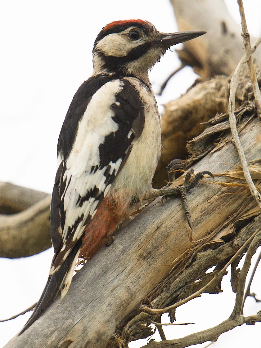 White-winged Woodpecker - ML64885781