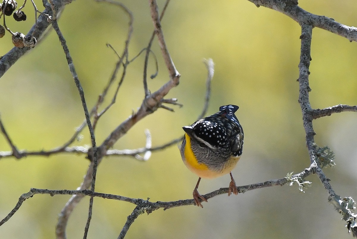 Spotted Pardalote - ML64886451