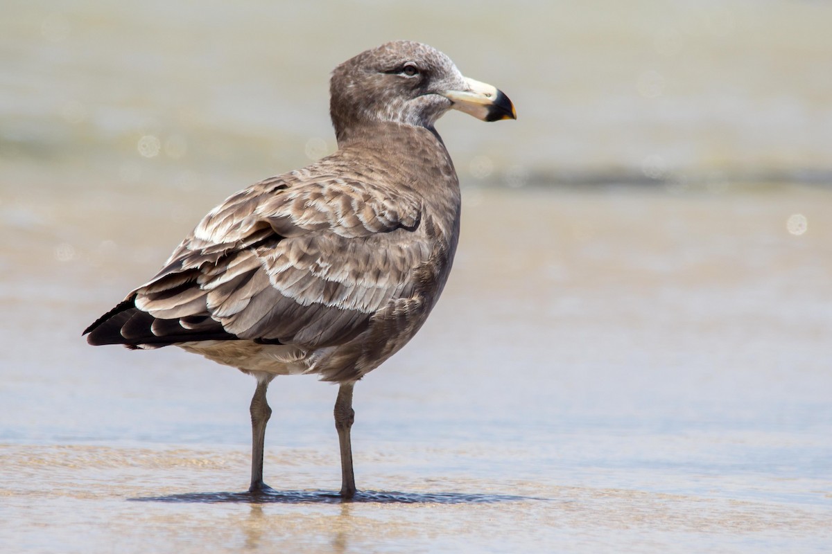 Pacific Gull - Andrew Allen