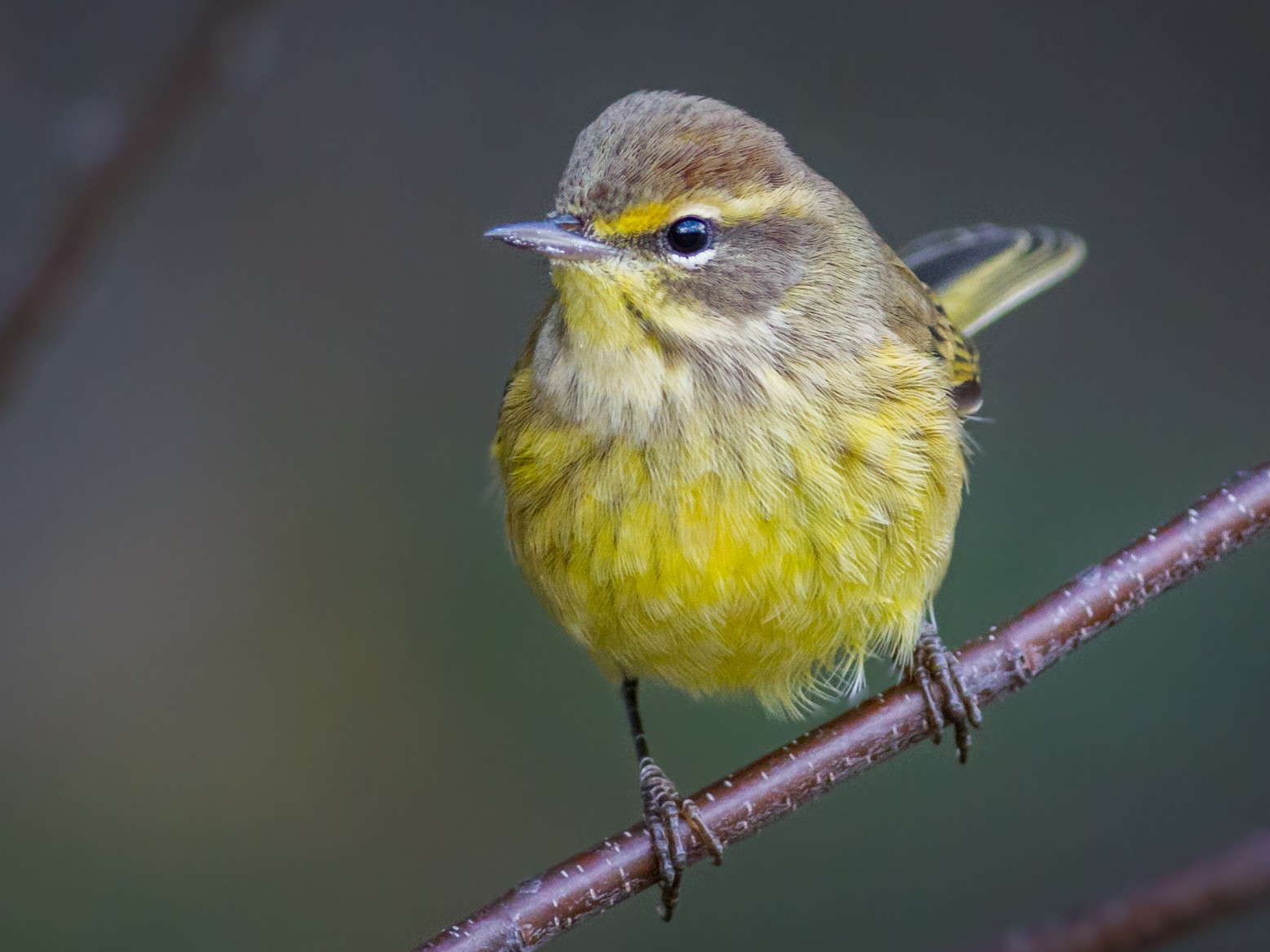 Palm Warbler