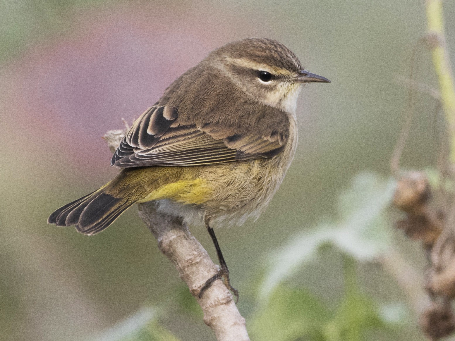 Palm Warbler Fall Plumage