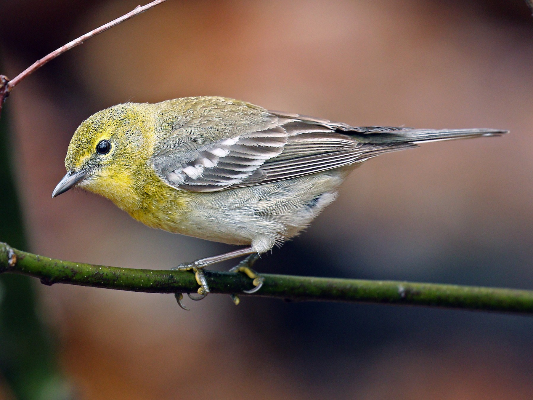 Pine Warbler - Ryan Schain