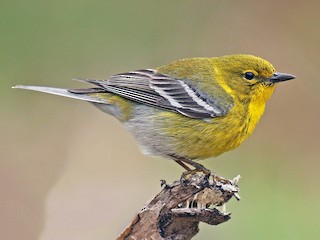 マツアメリカムシクイ - eBird