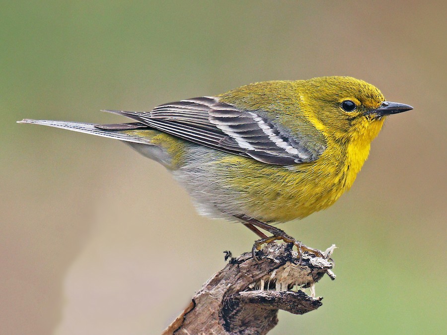 Pine Warbler - eBird