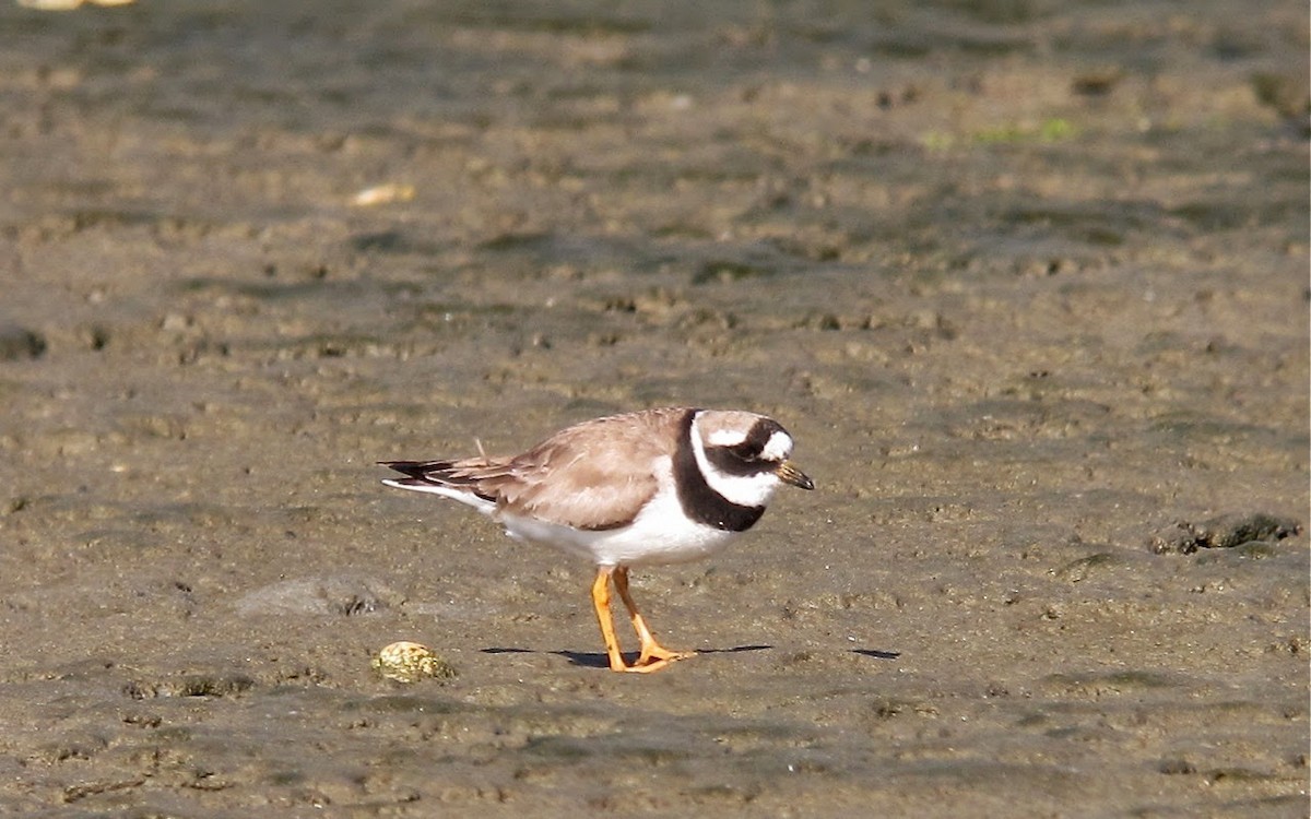 Common Ringed Plover - ML64894481