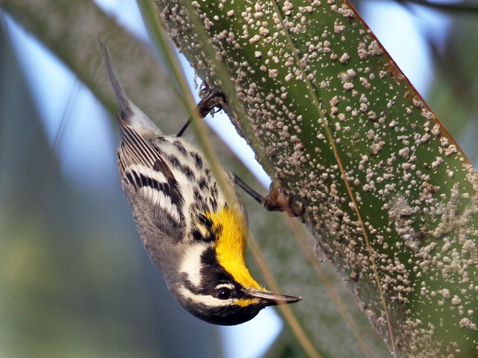 Yellowthroated Warbler eBird