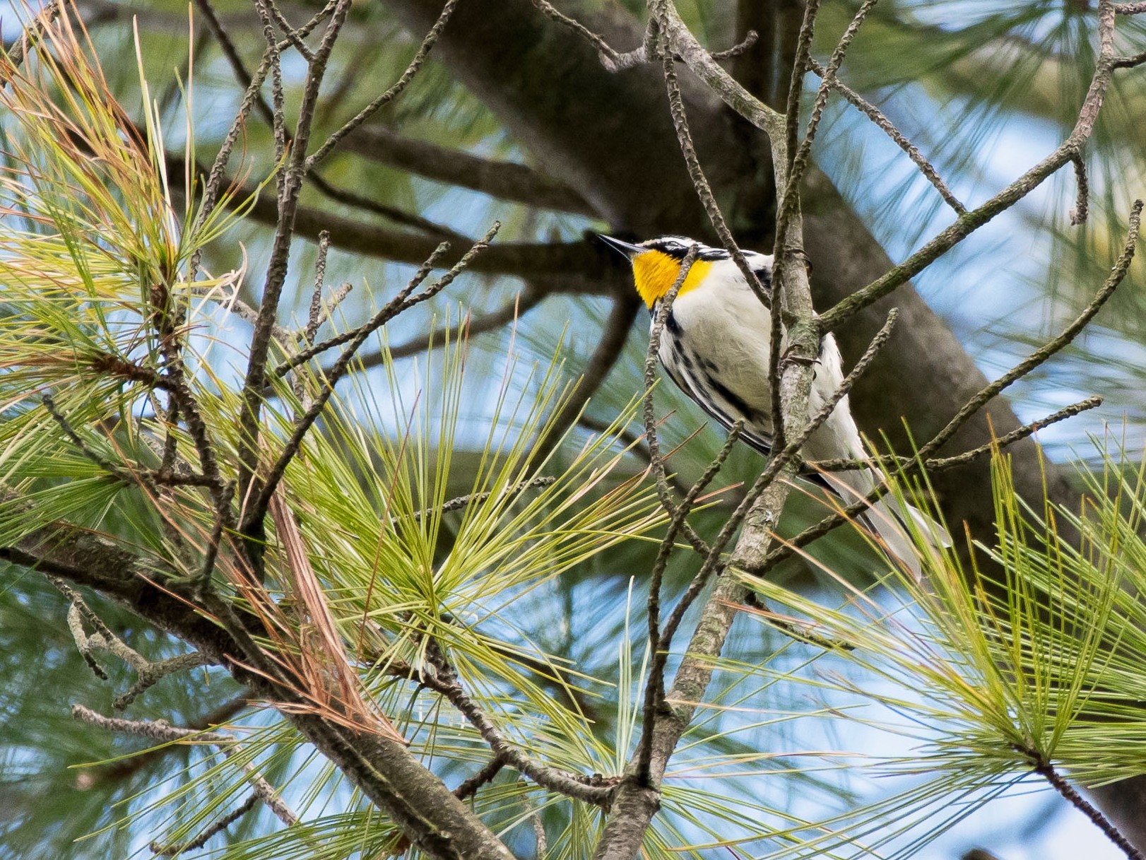 Yellow-throated Warbler - Charles Shields