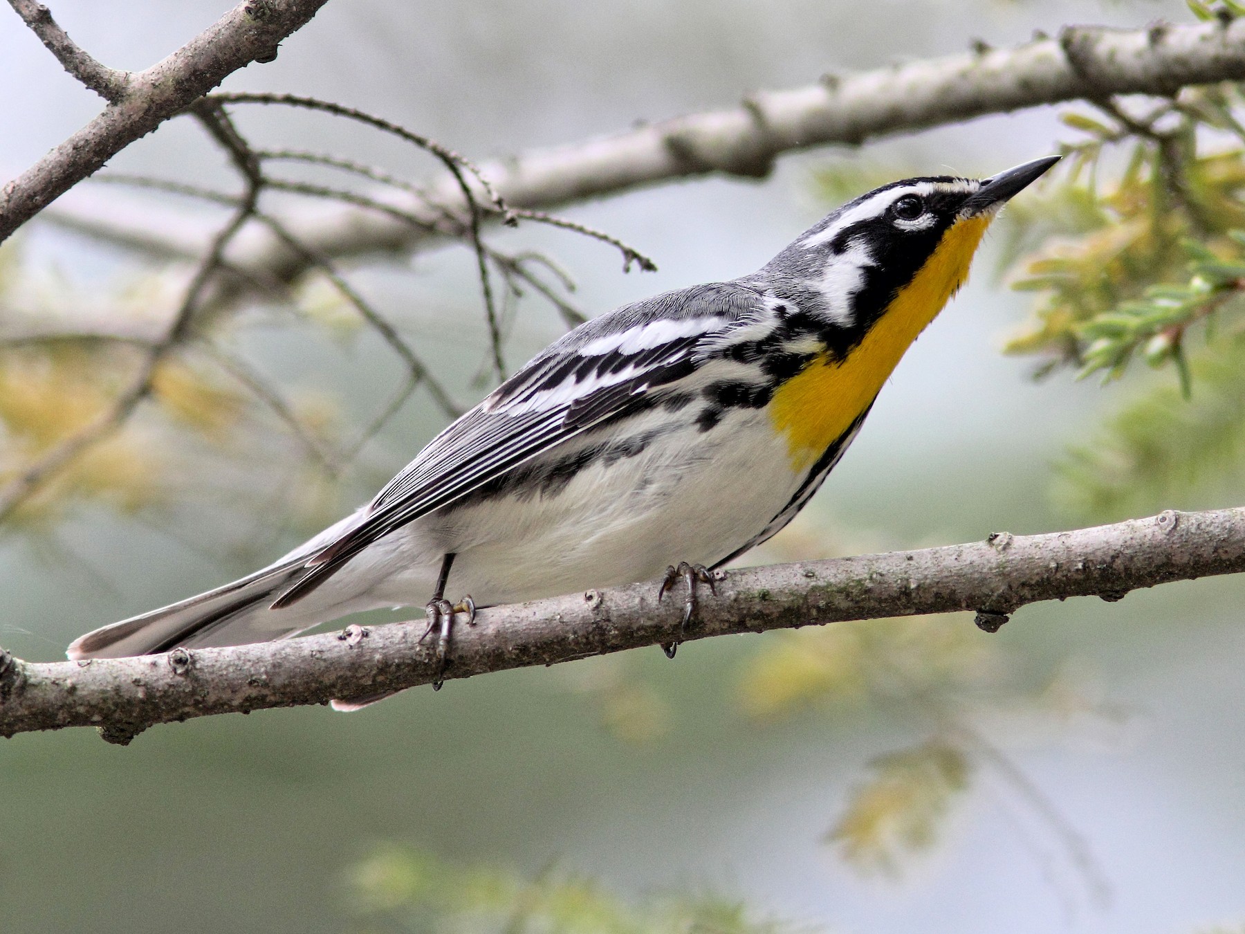 Yellow-throated Warbler - Ken Schneider