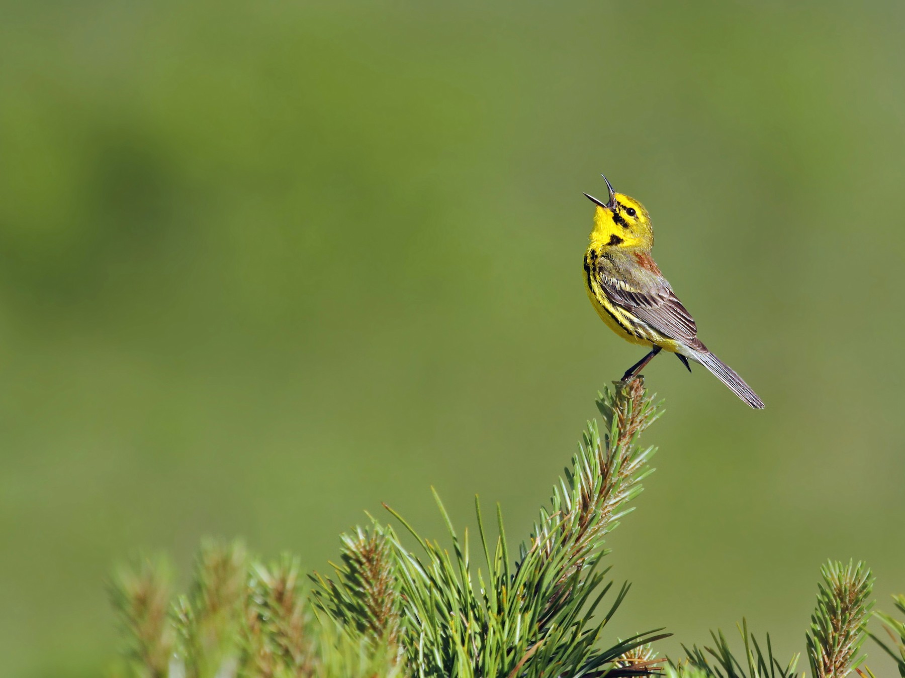 Prairie Warbler - Ryan Schain