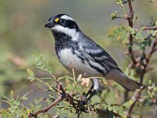 クロズキンアメリカムシクイ - eBird