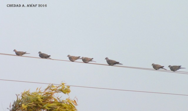 Eurasian Collared-Dove is well established in northern Africa; Ghardaïa, Algeria. - Eurasian Collared-Dove - 