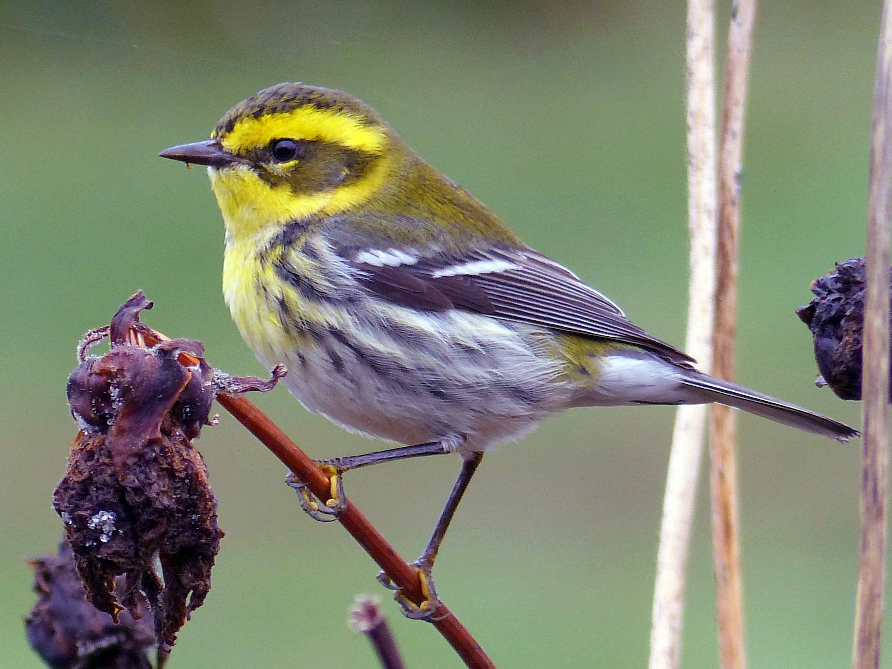 Townsend's Warbler - Rob Fowler