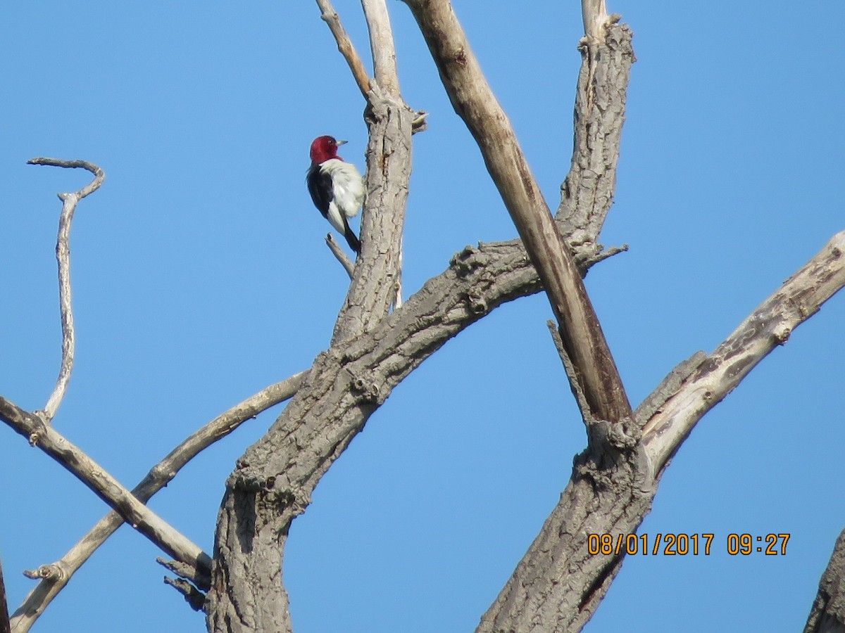 Red-headed Woodpecker - Bill Ohlsen