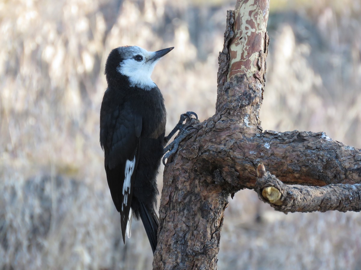 White-headed Woodpecker - ML64897861