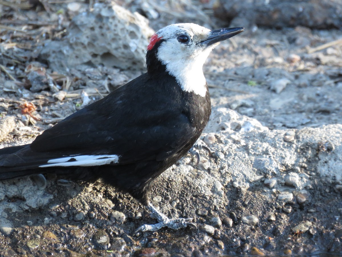 White-headed Woodpecker - ML64897901