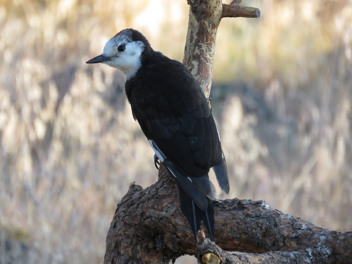 White-headed Woodpecker - ML64898191