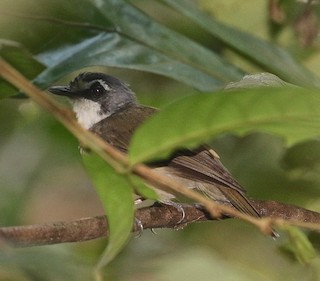  - Gray-breasted Babbler