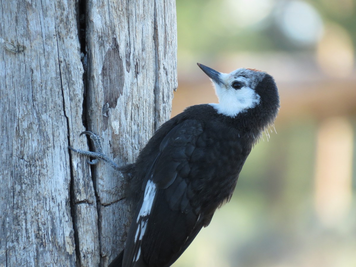 White-headed Woodpecker - ML64898281