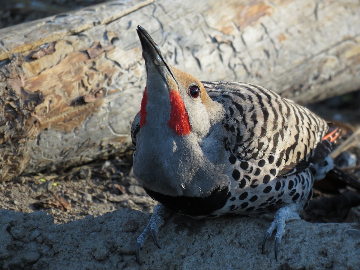 Northern Flicker (Red-shafted) - ML64898951