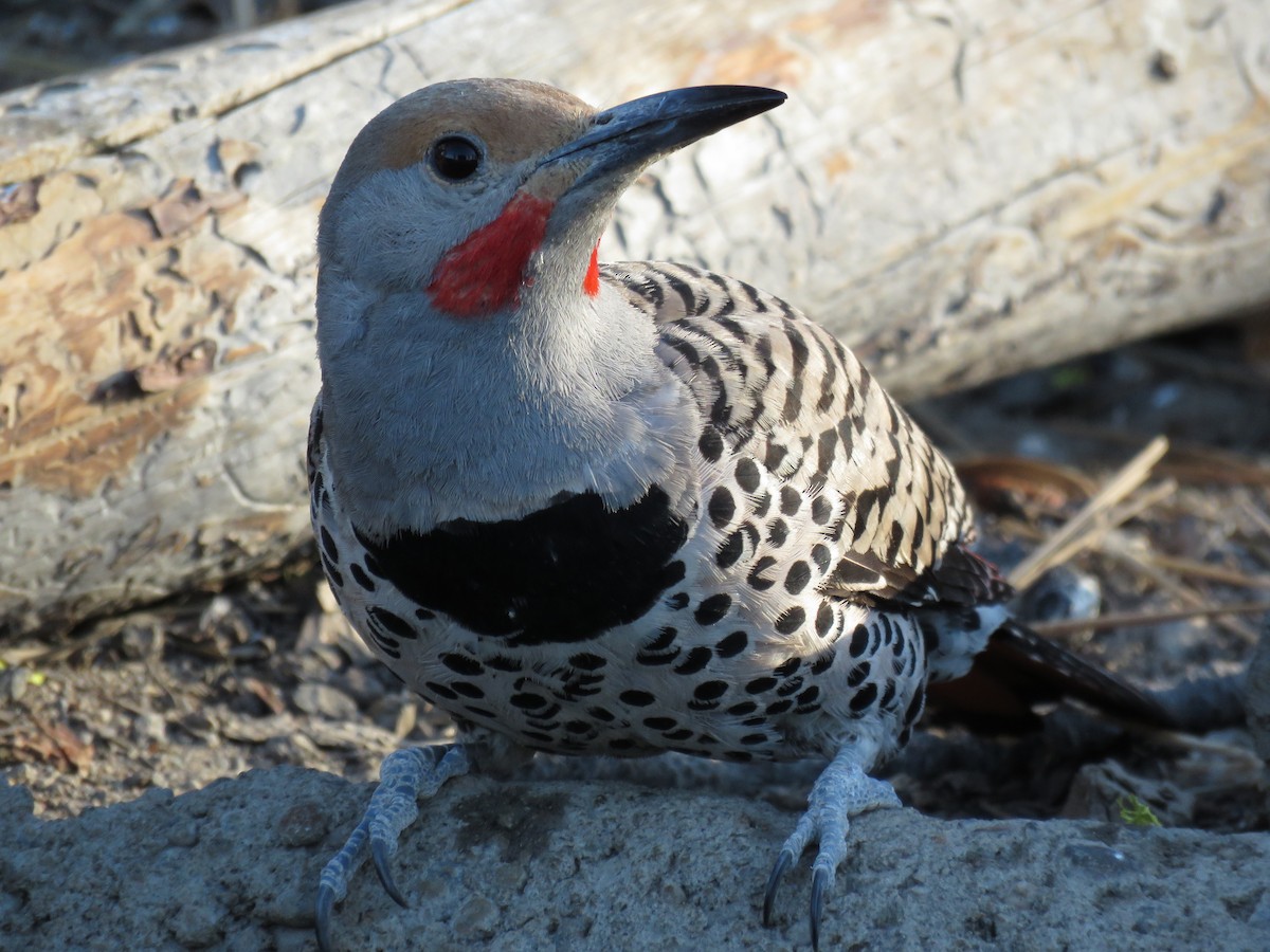 Northern Flicker (Red-shafted) - ML64898961