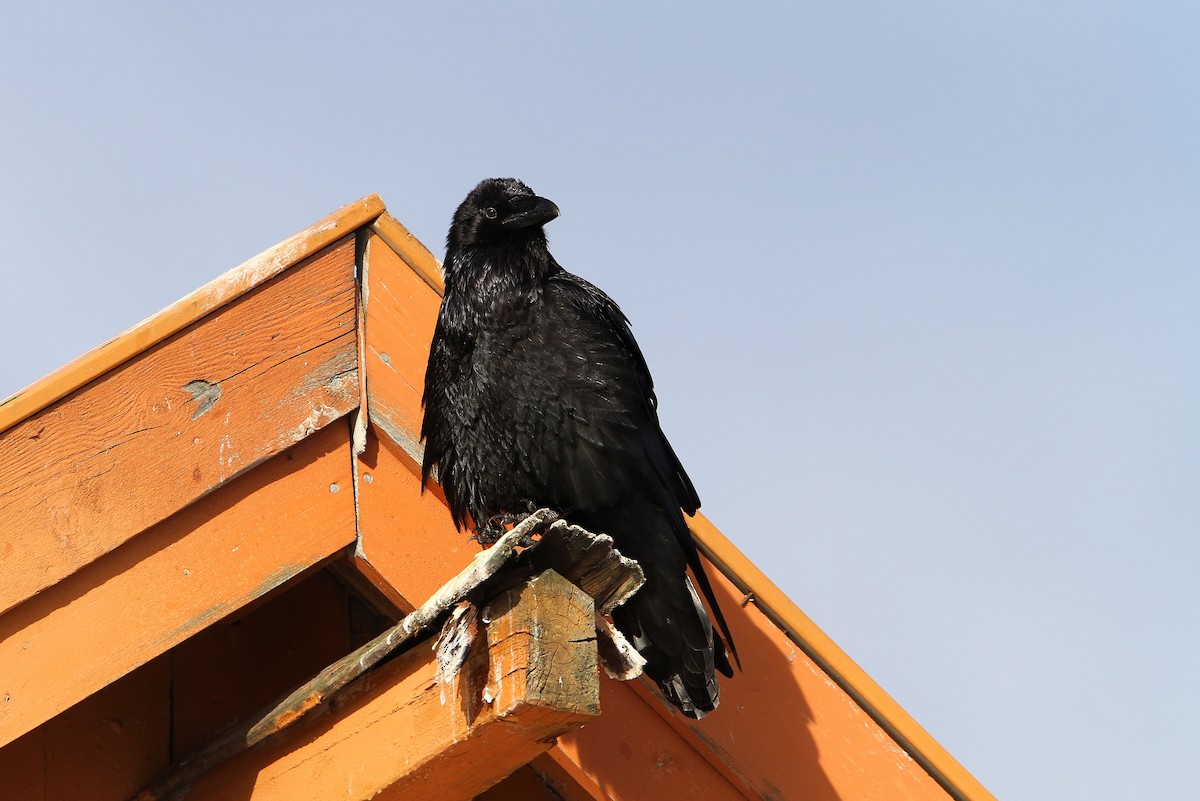 Common Raven - ML64900131