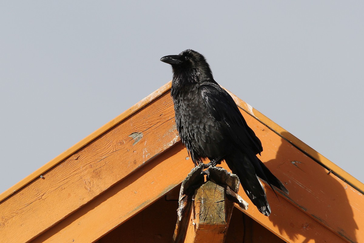 Common Raven - ML64900141