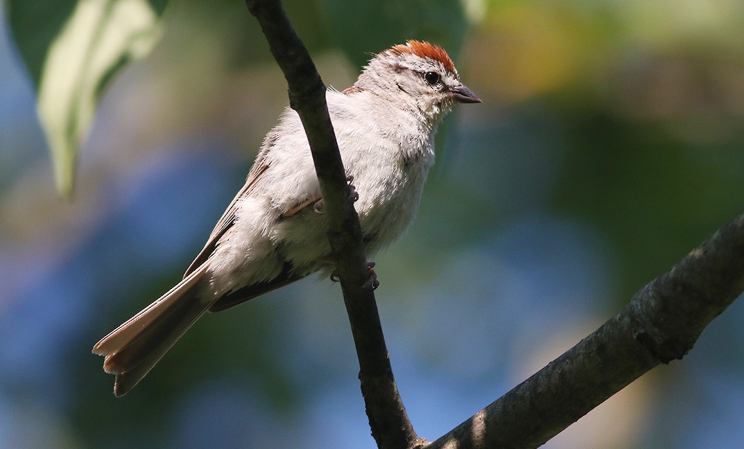 Chipping Sparrow - Debbie Parker