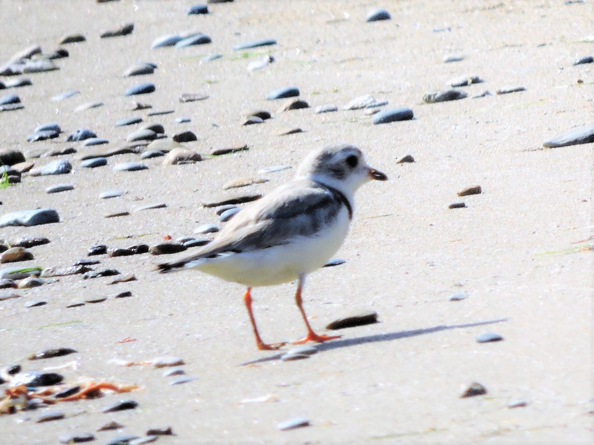 Piping Plover - ML64900651