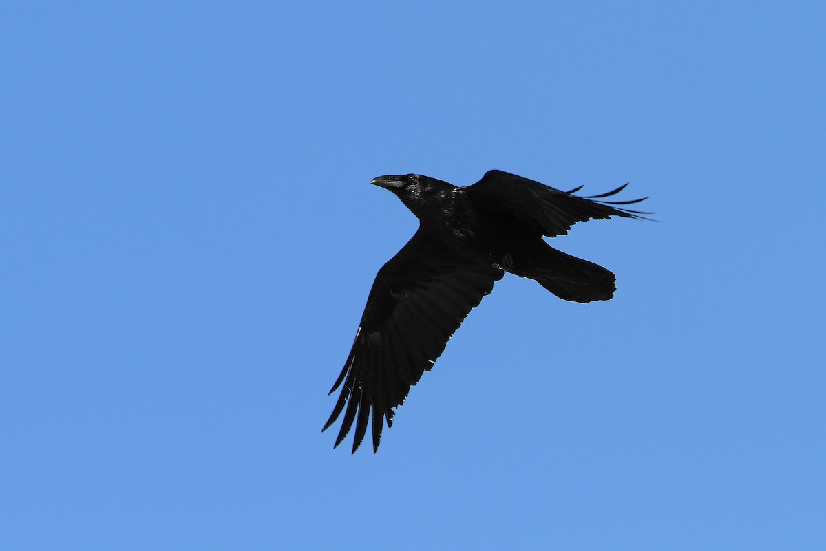 Common Raven - ML64901001