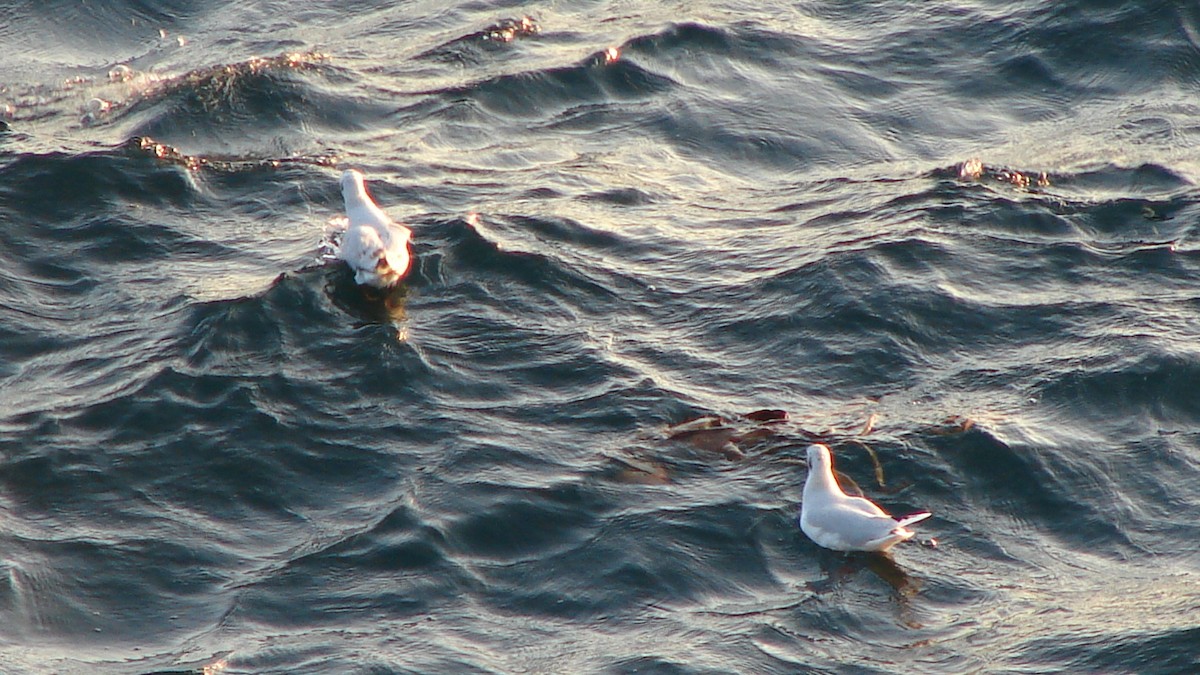 Brown-hooded Gull - Deva Migrador