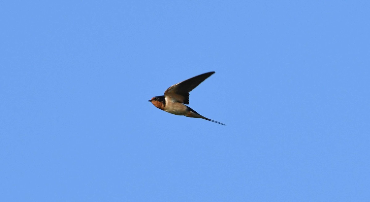 Barn Swallow - Barry Blust