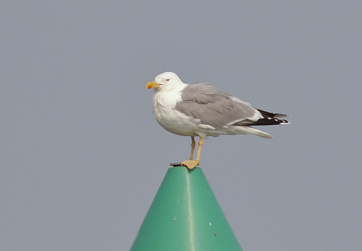 Yellow-legged Gull (michahellis) - Dave Curtis