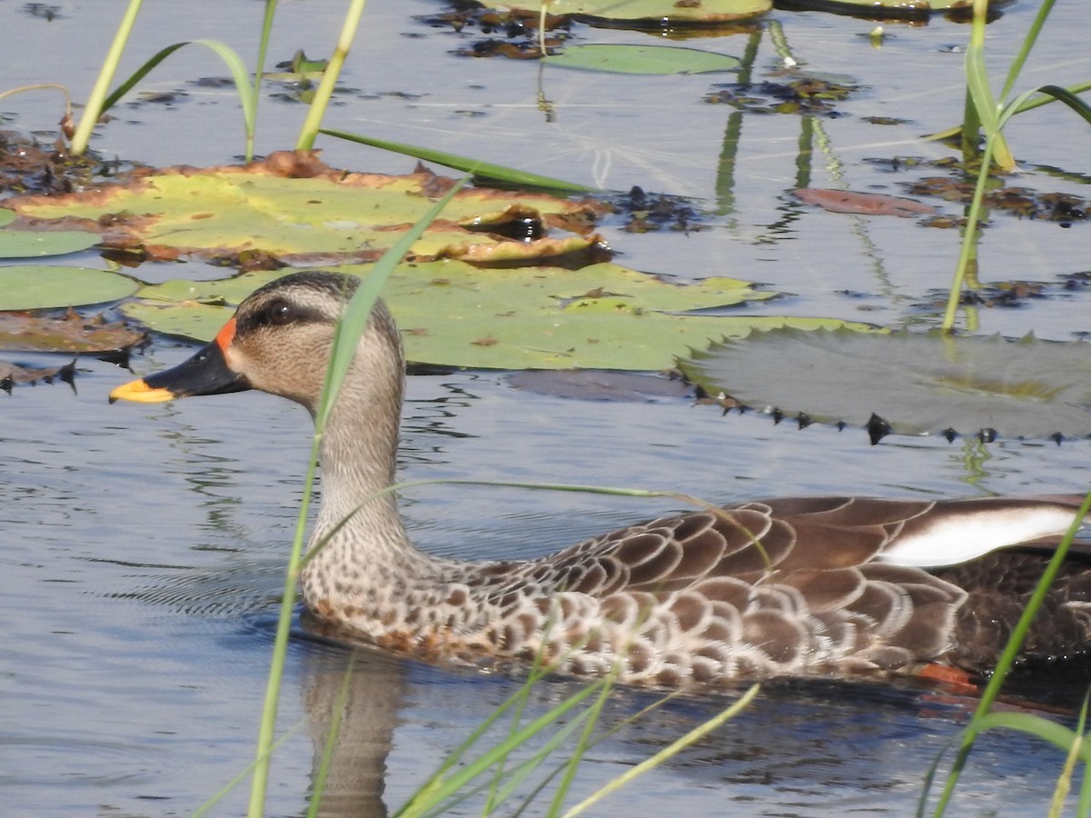 Indian Spot-billed Duck - GIRISHKUMAR K