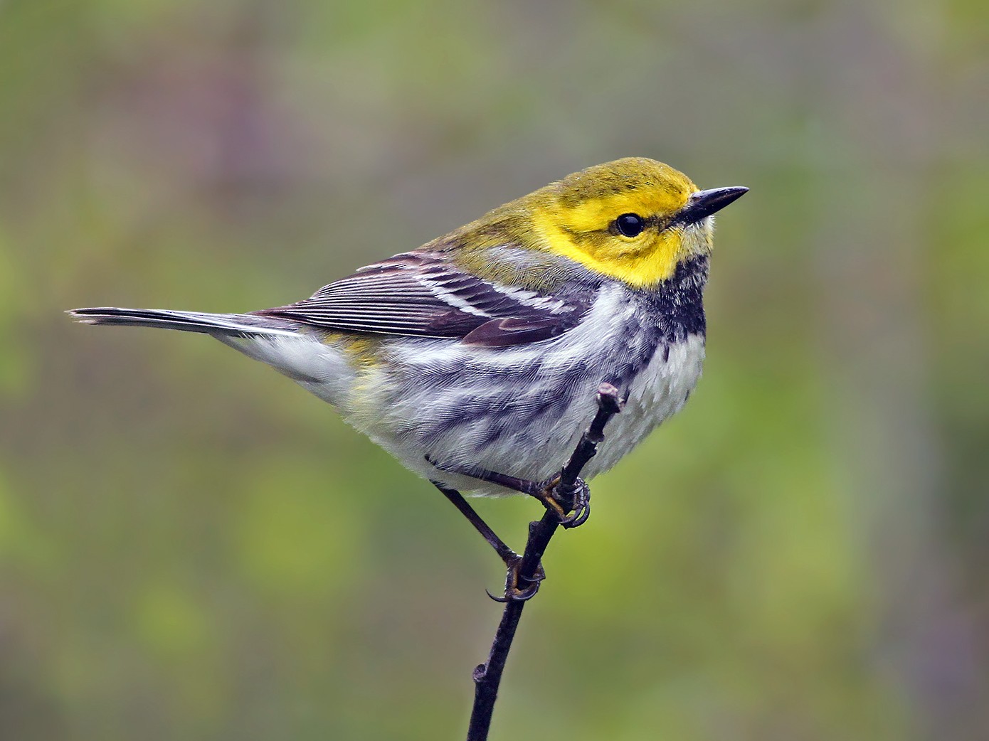 Black-throated Green Warbler - Jeremiah Trimble