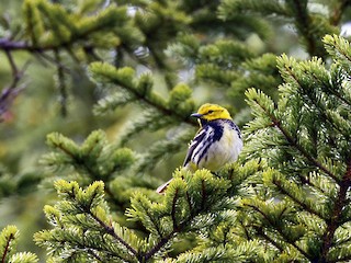 ノドグロミドリアメリカムシクイ - eBird