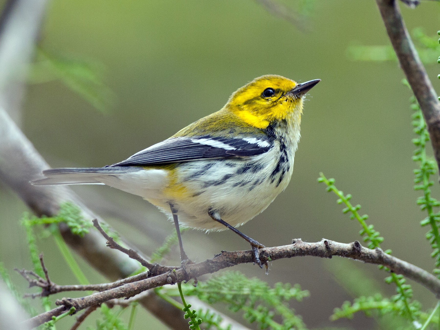 Black-throated Green Warbler - Chris Wood