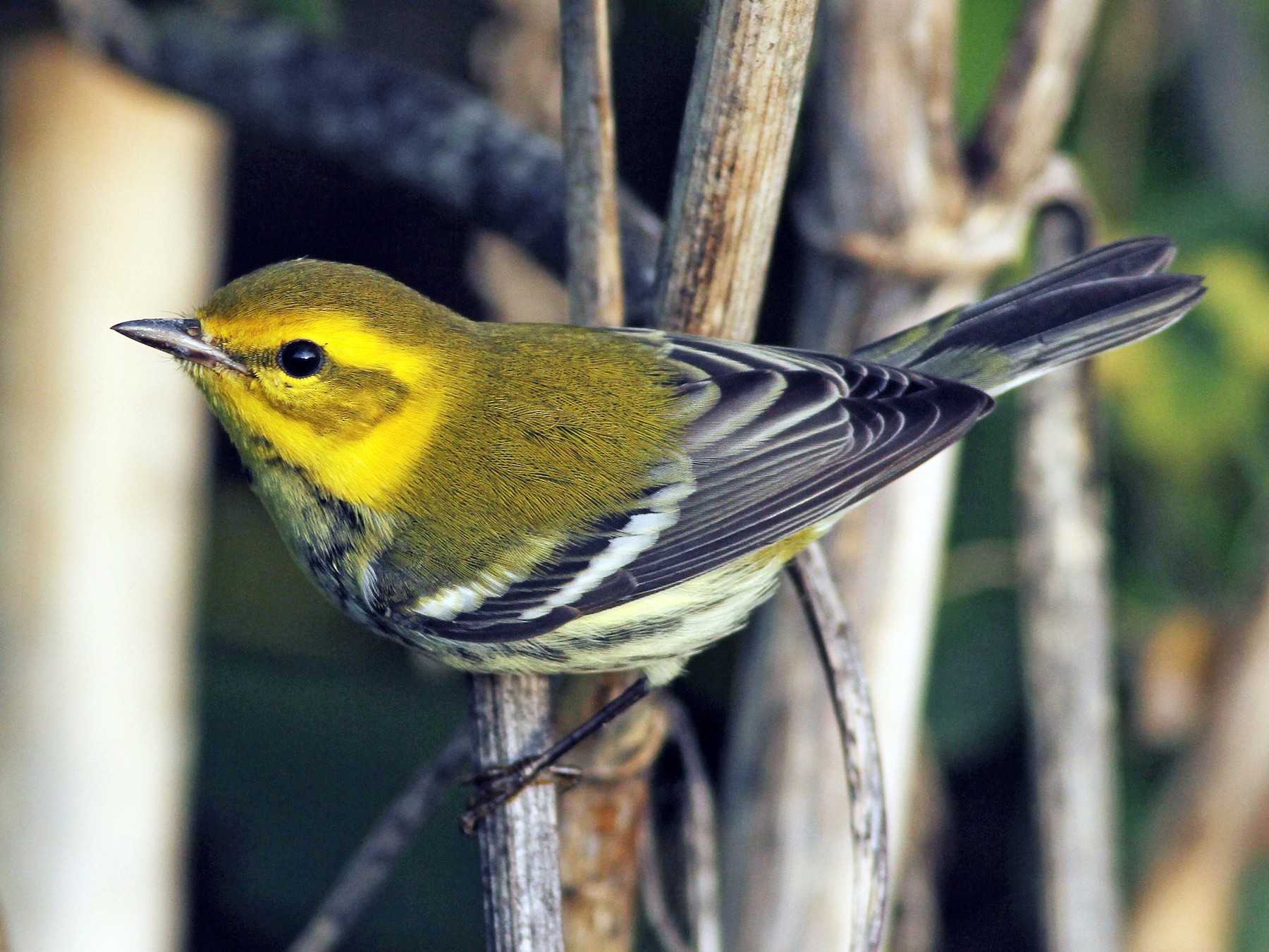 Black-throated Green Warbler - Evan Lipton