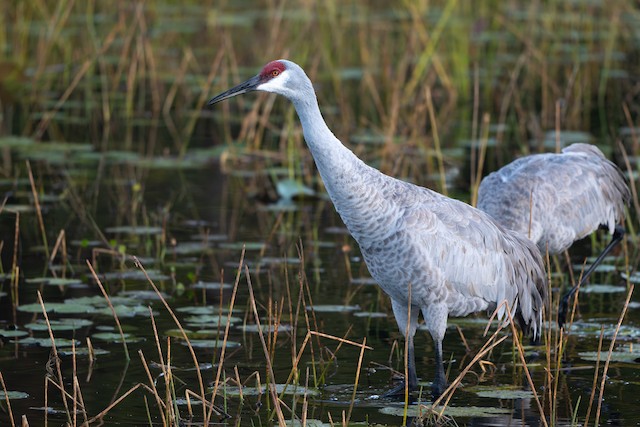 Sandhill Crane