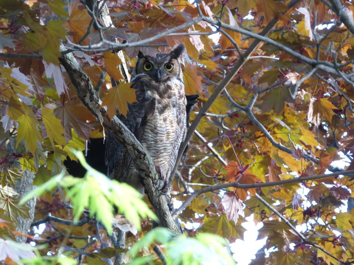 Great Horned Owl - ML64911751