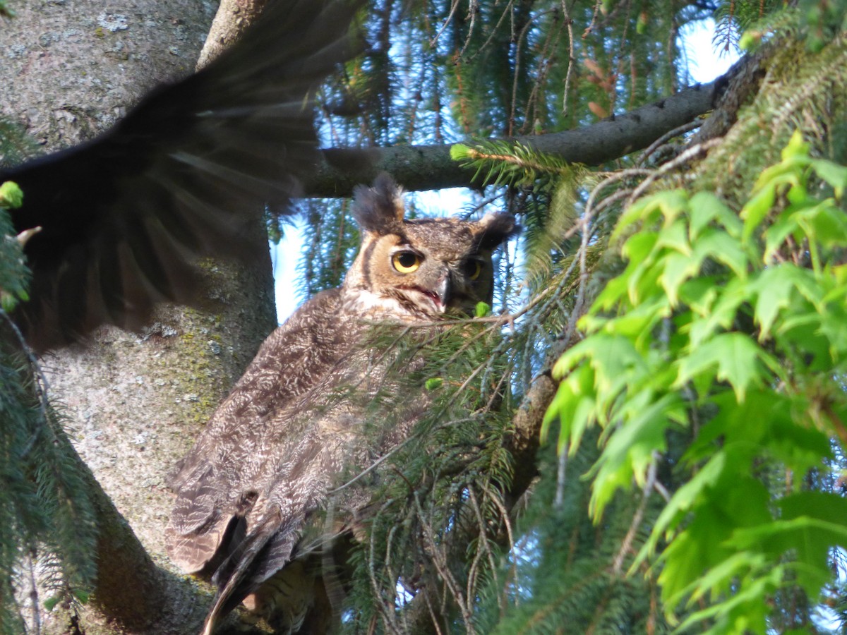 Great Horned Owl - ML64911771