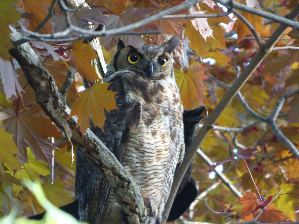 Great Horned Owl - ML64911781