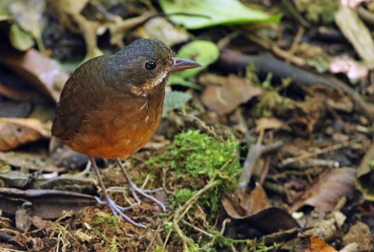 Moustached Antpitta - ML64911881