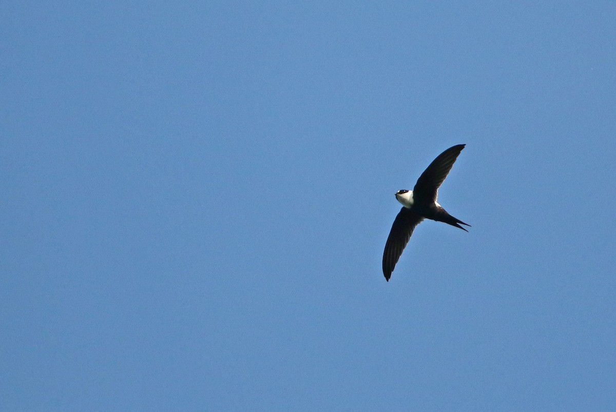 Lesser Swallow-tailed Swift - Luke Seitz