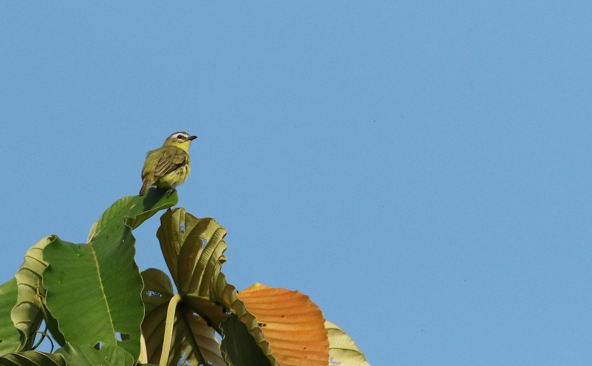 Brown-capped Tyrannulet - ML64912081