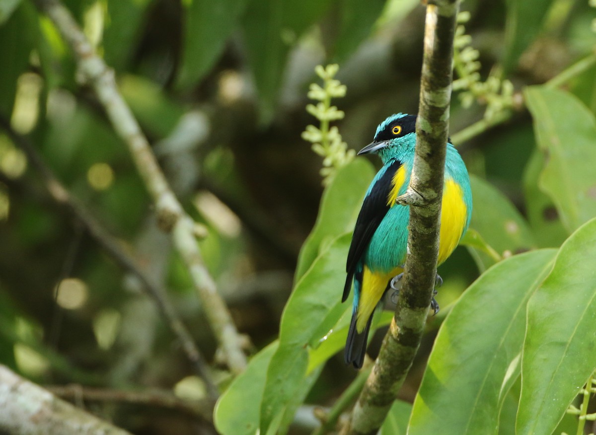 Black-faced Dacnis (Yellow-tufted) - ML64912111