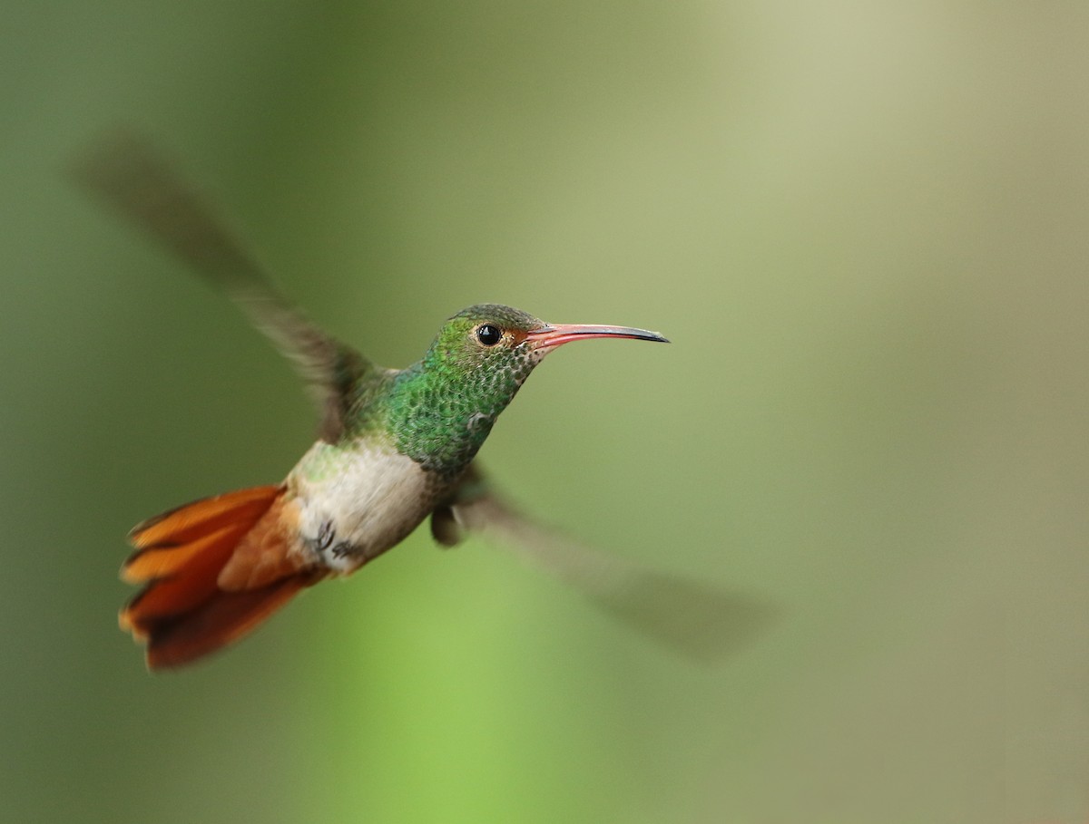 Rufous-tailed Hummingbird - ML64912231