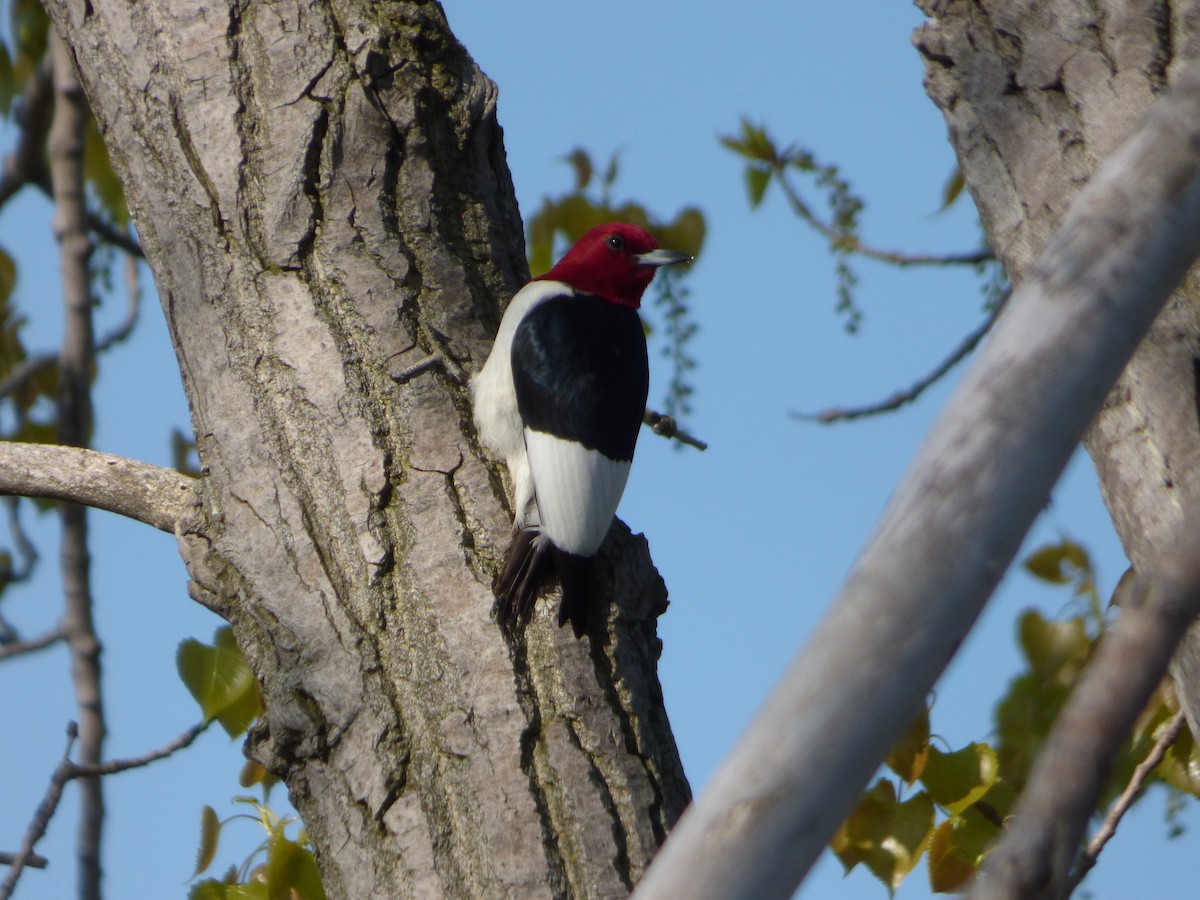 Red-headed Woodpecker - Bill Crins