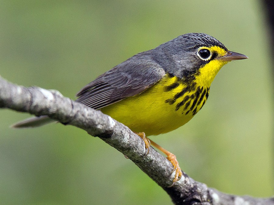 Canada Warbler eBird Québec