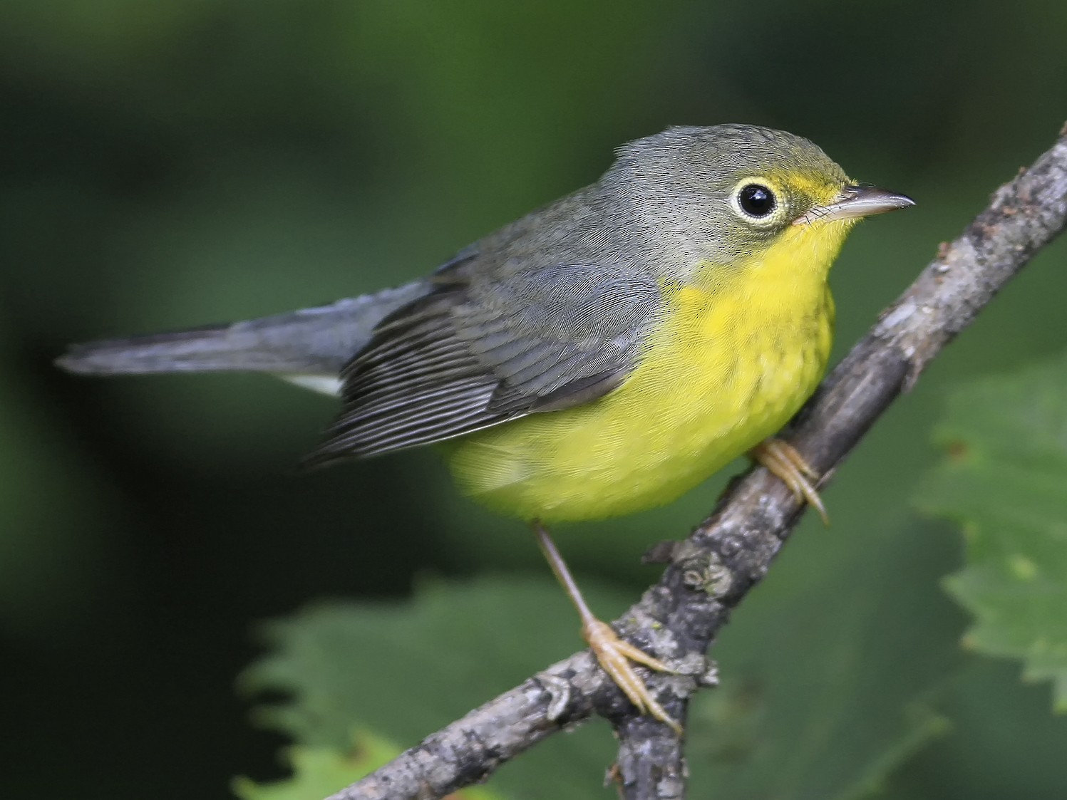 Canada Warbler - Don Blecha