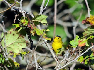  - Wilson's Warbler